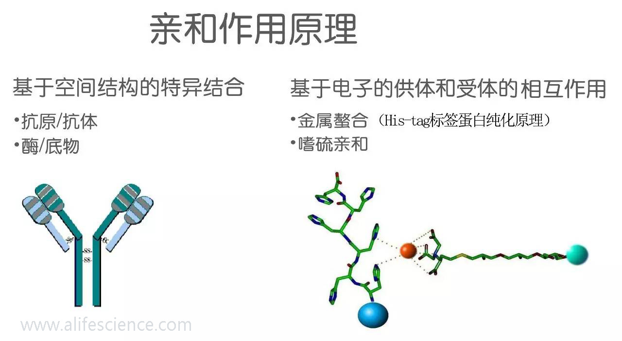 蛋白提取純化的幾種常用方法