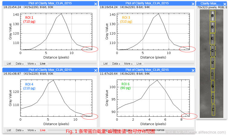 Western Blot蛋白含量-信號(hào)強(qiáng)度-分布范圍的關(guān)聯(lián).jpg