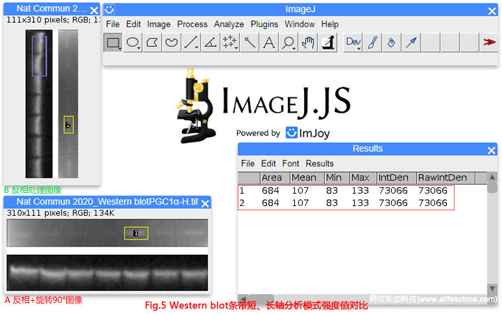 Western Blot圖像長(zhǎng)軸短軸分析選區(qū)分析結(jié)果一致.jpg