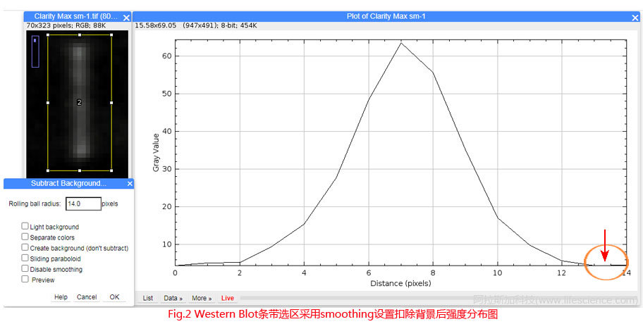 Fig.2 Western Blot條帶采用默認smoothing設(shè)置扣除背景后圖像強度分布圖.jpg