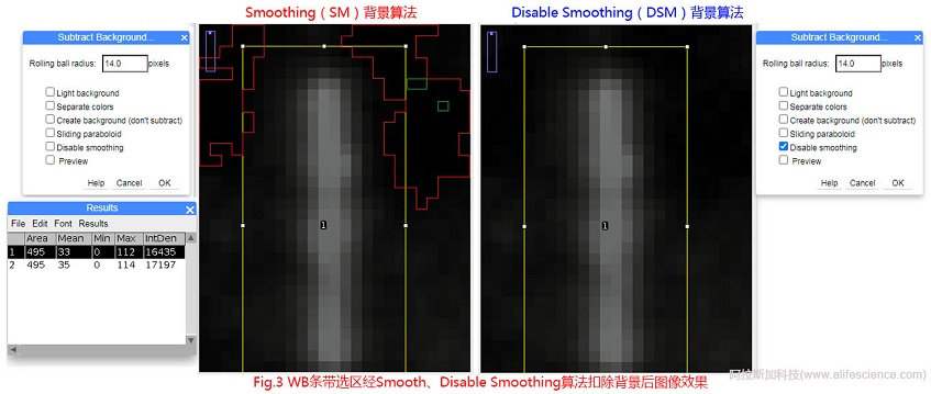 Fig 3 WB條帶選區(qū)經(jīng)Smooth、Disable Smoothing算法扣除背景后圖像效果.jpg