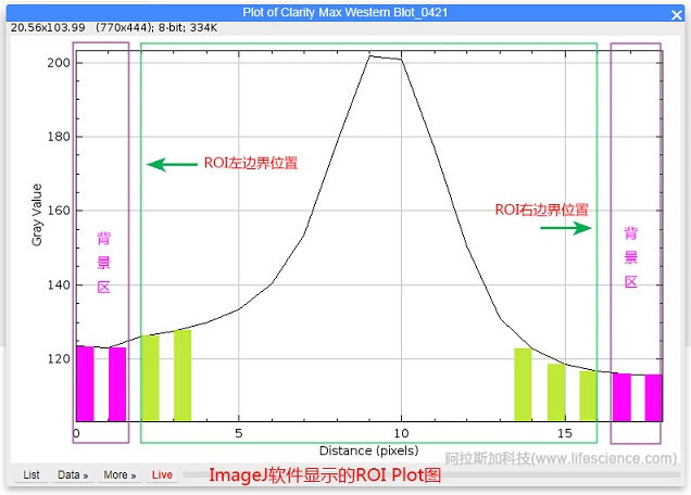 用Image J軟件Plot Profile評(píng)估分析選區(qū)邊界.jpg