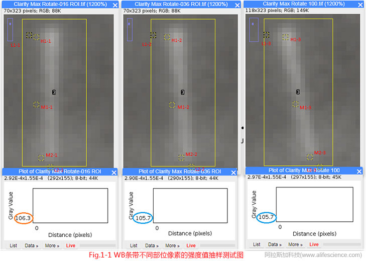 圖1-1 圖像旋轉(zhuǎn)前后WB條帶不同部位像素的強(qiáng)度值抽樣測試圖.jpg