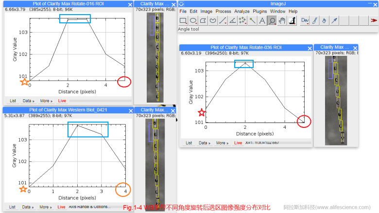 蜂蜜瀏覽器_Fig 1-4 WB條帶不同角度旋轉(zhuǎn)后選區(qū)圖像強(qiáng)度分布對(duì)比.jpg