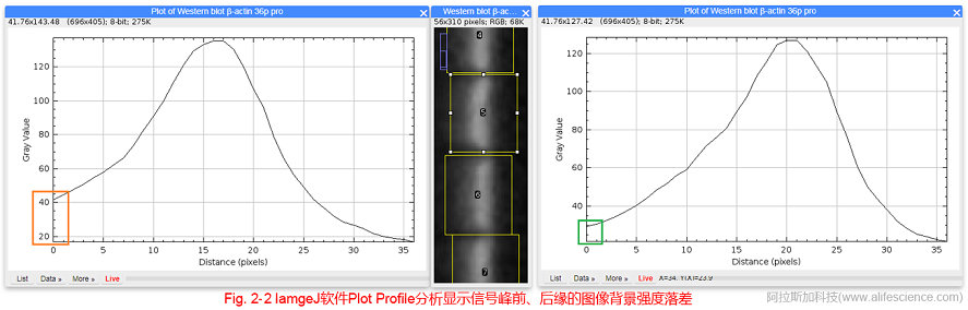 Fig 2-2 IamgeJ軟件Plot Profile分析顯示信號(hào)峰前、后緣的圖像背景強(qiáng)度落差.jpg