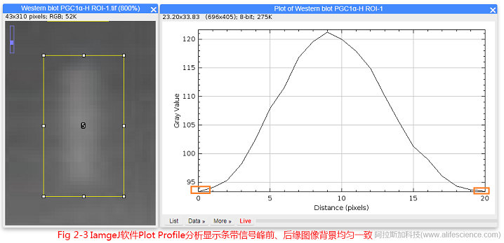 Fig.2-3 IamgeJ軟件Plot Profile分析顯示條帶信號(hào)峰前、后緣圖像背景均勻一致.jpg