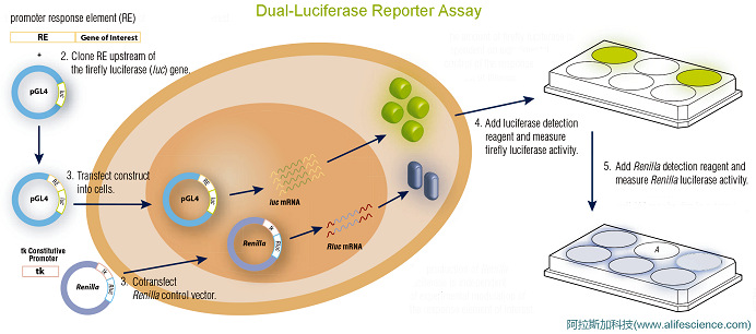 雙熒光素酶報(bào)告基因檢測系統(tǒng)DLR基本原理示意圖.jpg
