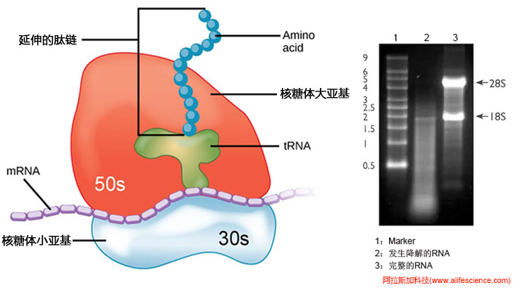 MIQE指南核酸完整性評估-RNA凝膠電泳分析.jpg