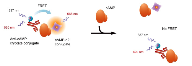 HTRF技術(shù)用于cAMP測定的原理.jpg