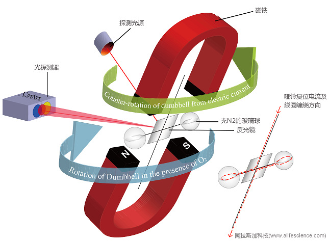 Columbus CLAMS動物代謝分析系統(tǒng)氣體O2含量監(jiān)測順磁式氧氣傳感器工作原理示意圖.jpg