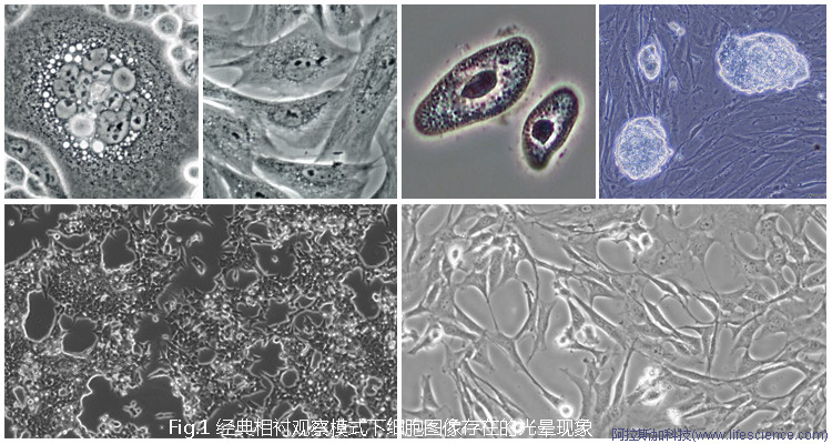 Zeiss Primovert Axiovert 5 Leica DM IL LED Olympus CKX53倒置相差顯微鏡細胞相差圖像中的光暈現(xiàn)象.jpg