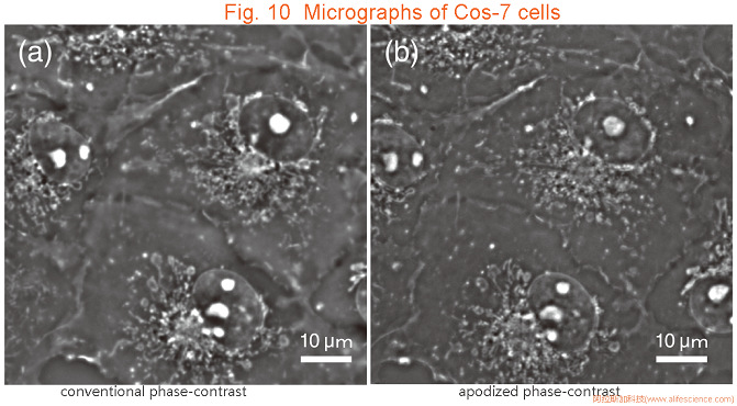 Nikon Eclipse TS2 FL_Eclipse Ti-E倒置顯微鏡APC和傳統(tǒng)PH觀察法采集Cos-7細(xì)胞圖像的對(duì)比 jpg